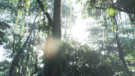 Selva-Tropical-Brumosa-En-La-Niebla